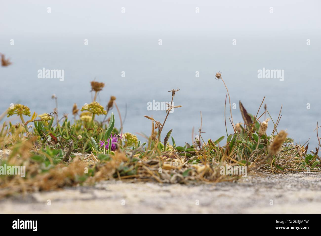 Growing on top of a wall hi-res stock photography and images - Alamy