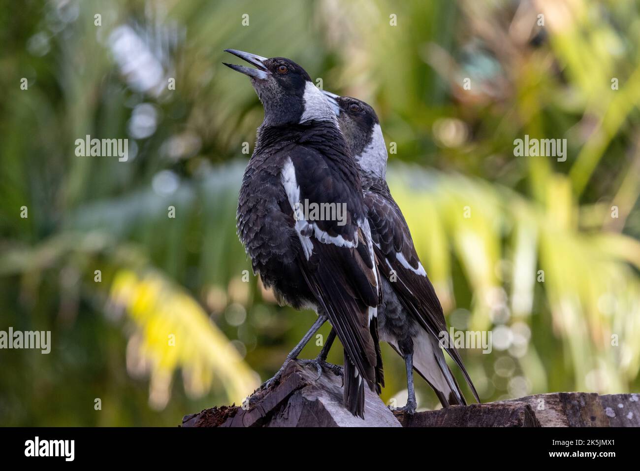 Pair of Australian Magpies singing Stock Photo Alamy