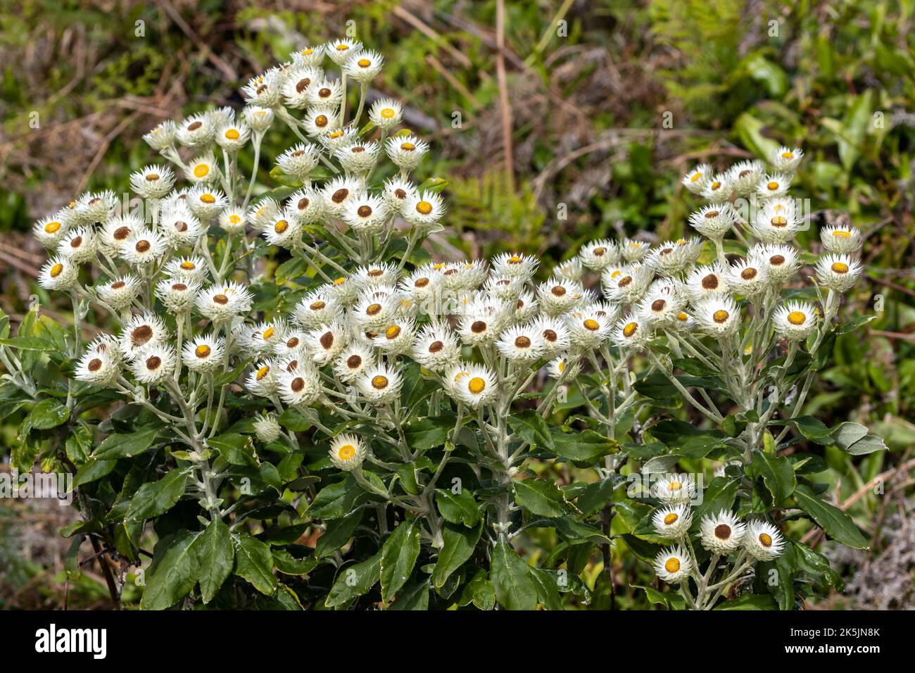 Australian White Paper Daisy or Tall Everlastings growing in the Royal