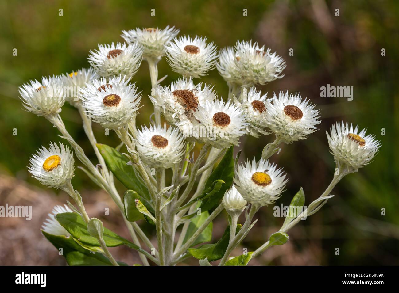Australian White Paper Daisy or Tall Everlastings growing in the Royal