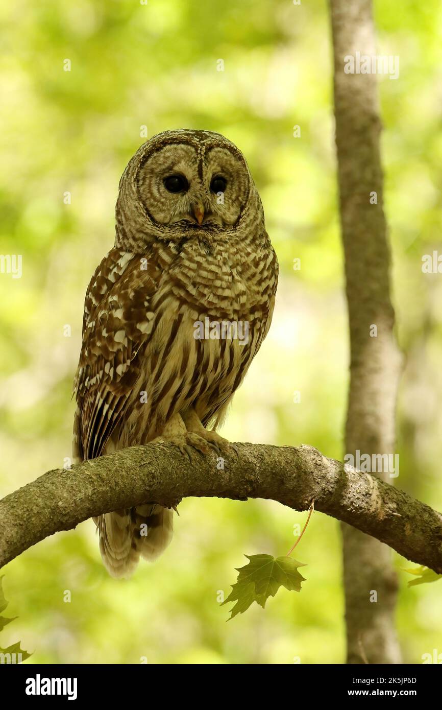 Female barred owl Stock Photo