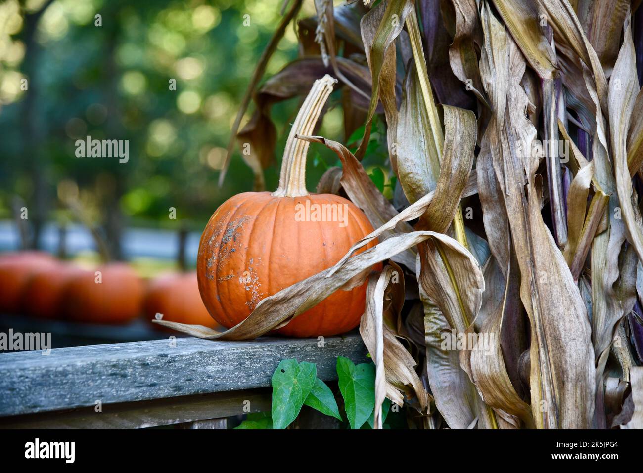 Freshly picked, orange pumpkin sitting on a wooden railing, next to dried corn stalks. Stock Photo