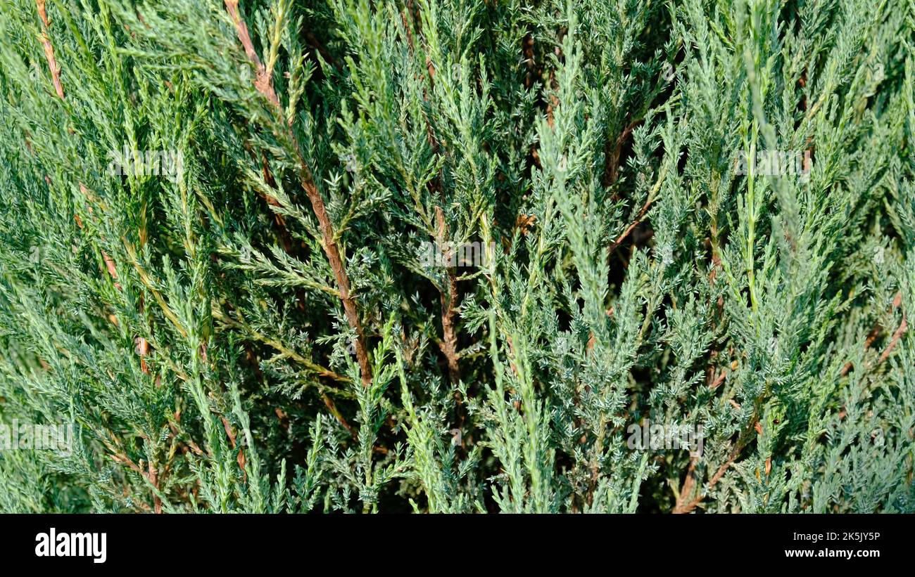 Juniper hedge texture as coniferous natural textured background.  Stock Photo