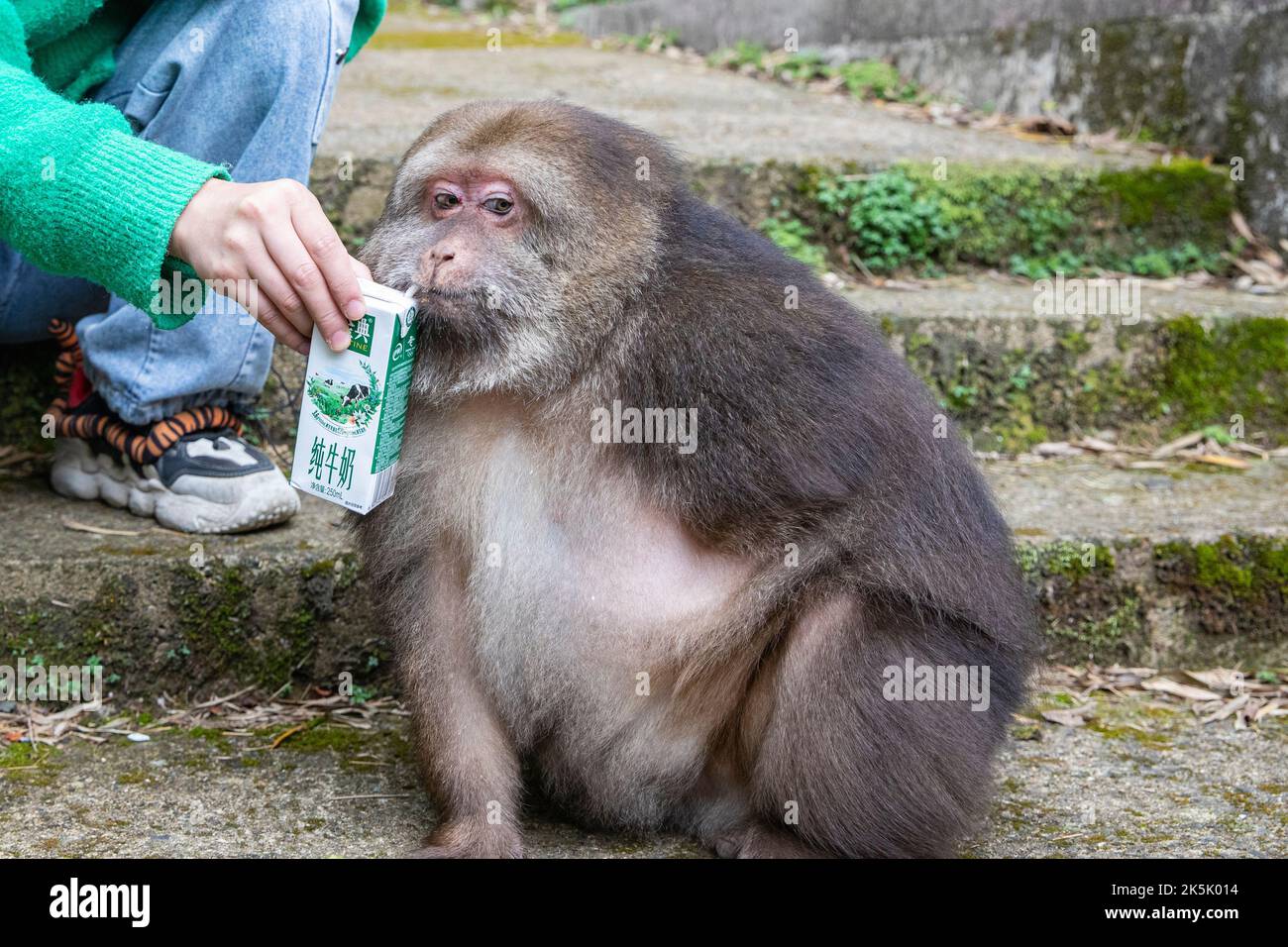 NINGBO, CHINA - OCTOBER 9, 2022 - Xing Xing, a one-armed monkey, is