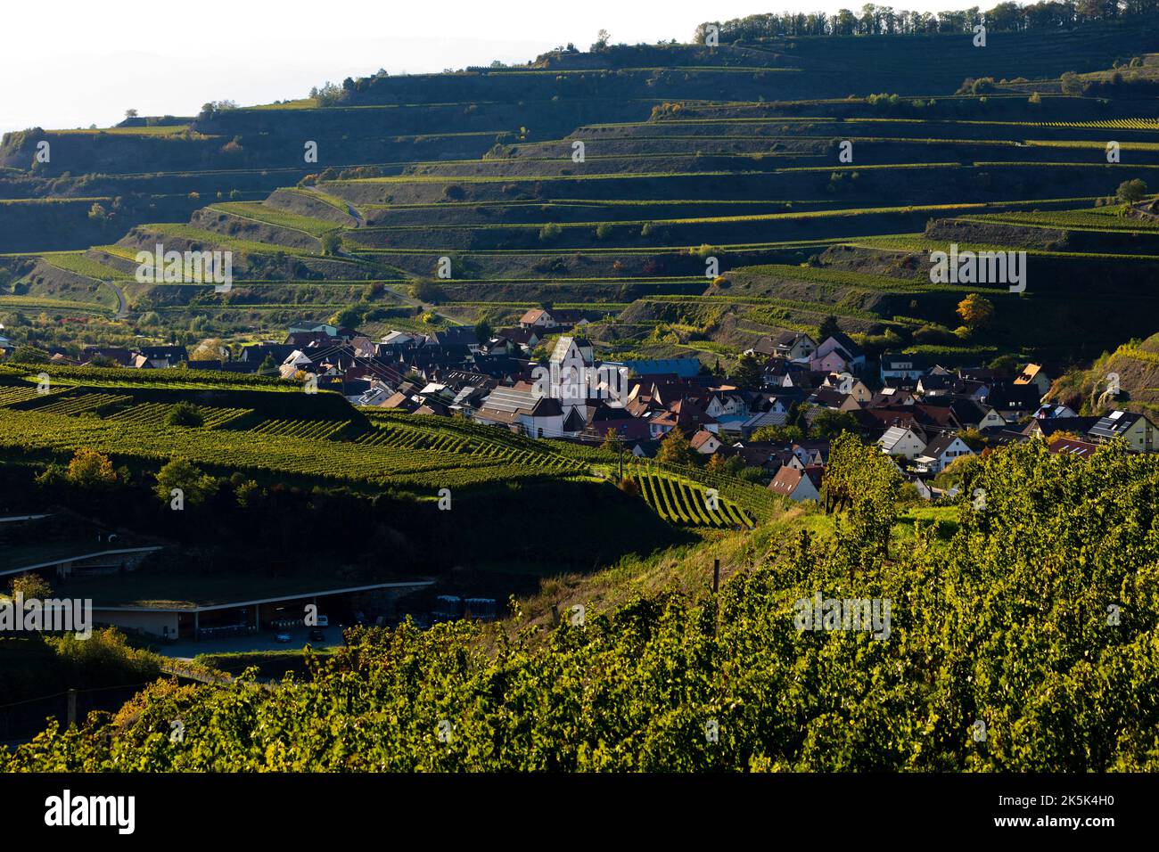 Blick über die Weinberge nach Oberbergen im Kaiserstuhl Stock Photo
