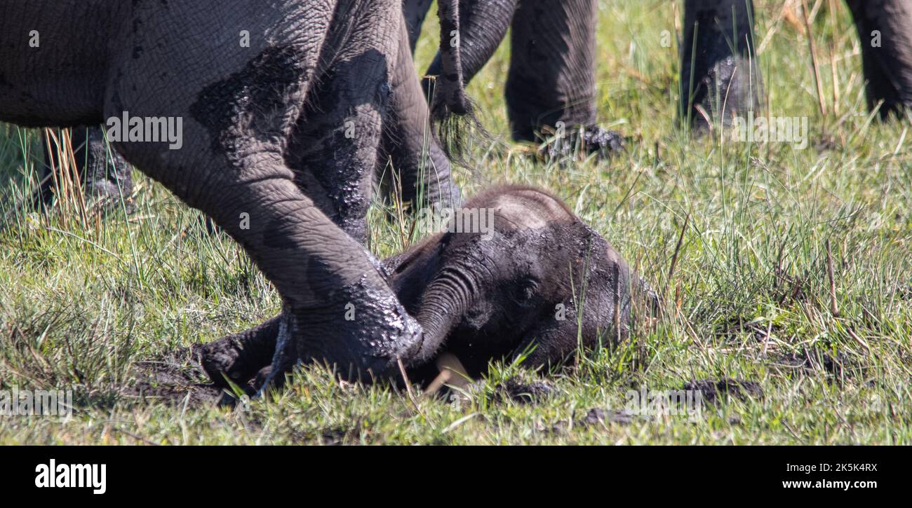 African elephant family group using a mud bath to cool down and control