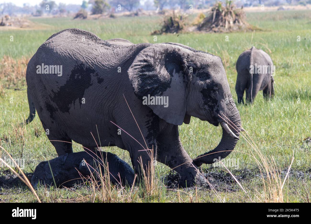 African elephant family group using a mud bath to cool down and control