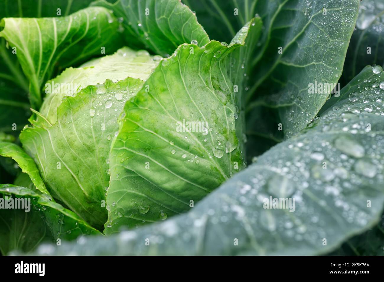 cabbage leaves with water drops grow in the garden Stock Photo