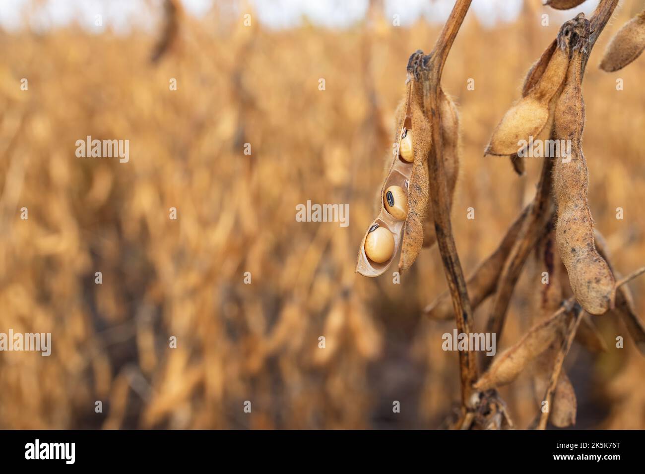 mature soybean pods on the agricultural field ready to harvest Stock