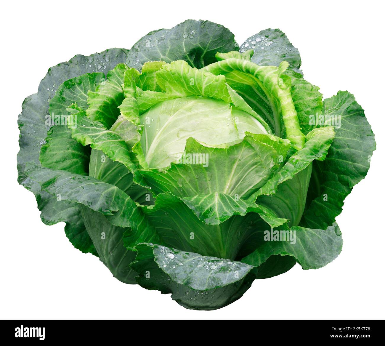 green cabbage head isolated on white background Stock Photo Alamy
