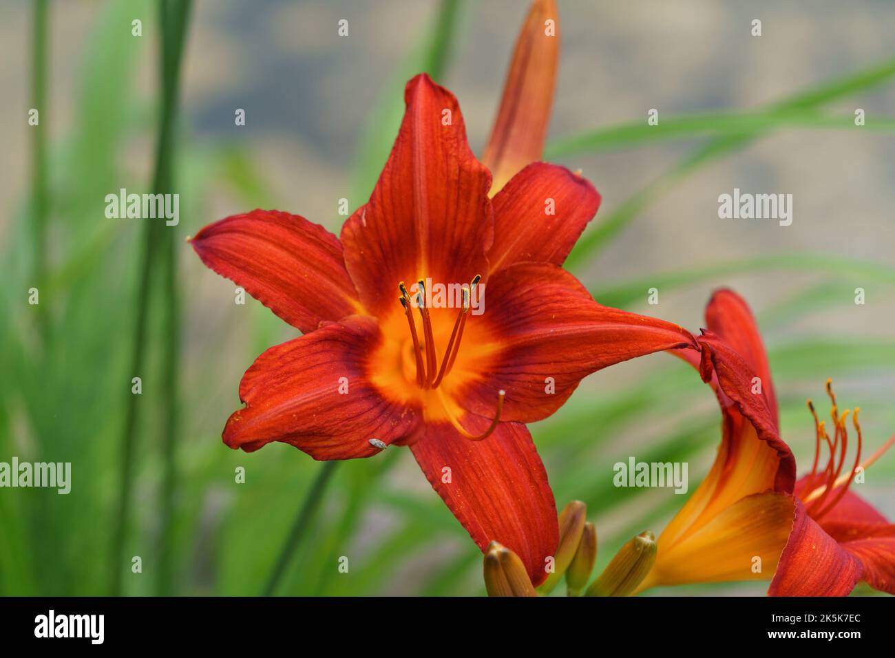 Blossoming orange lily in summer garden, natural light shot, close
