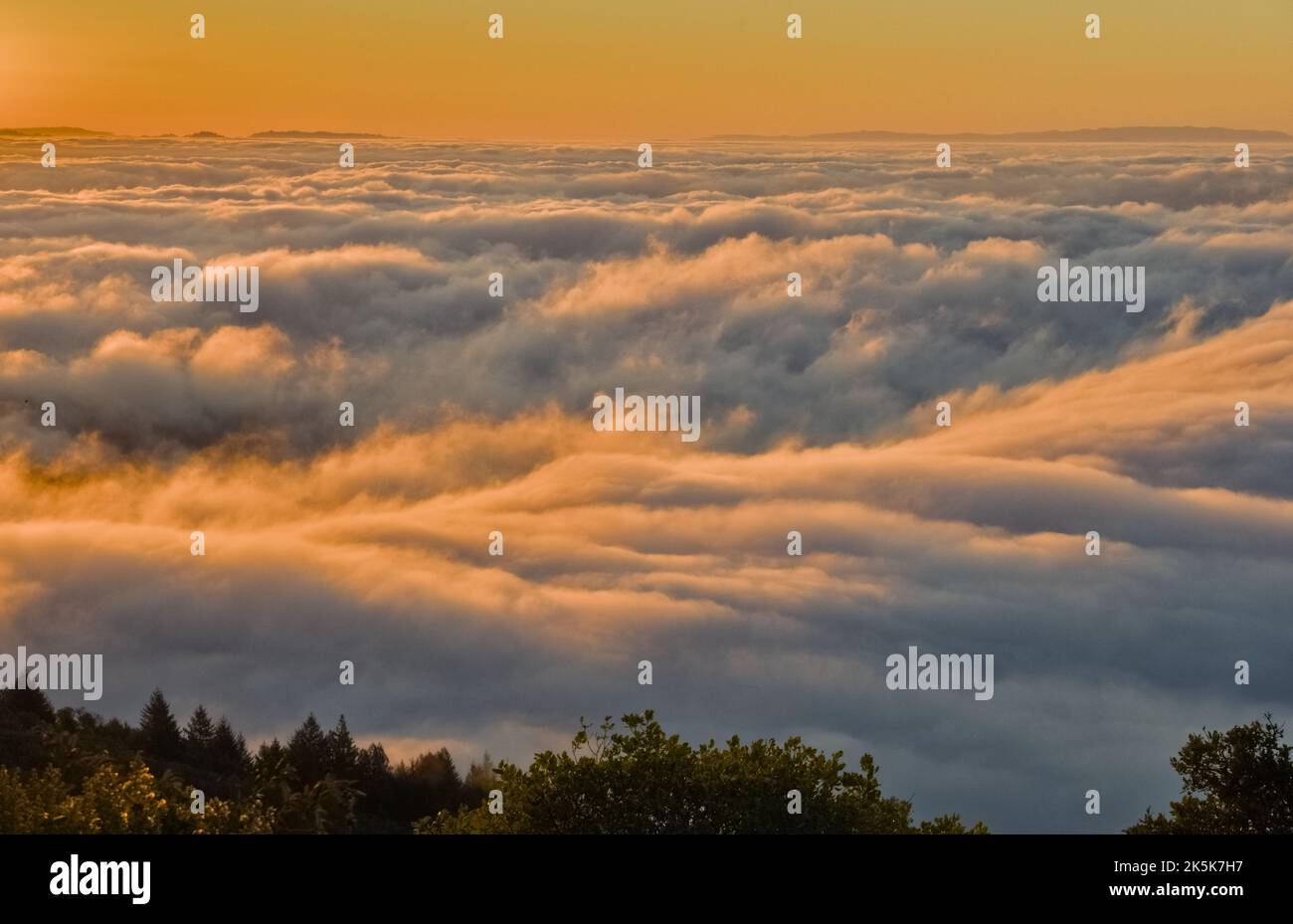 sea of clouds in the sunrise with tree top at the bottom edge. Stock Photo