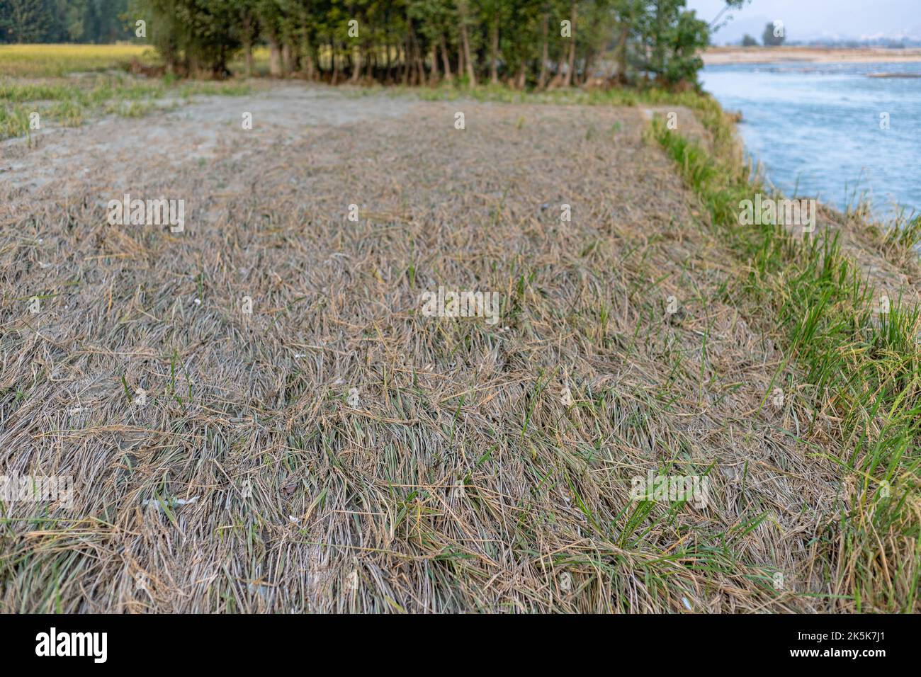 Rice crop buried in mud after heavy flooding in the river Stock Photo