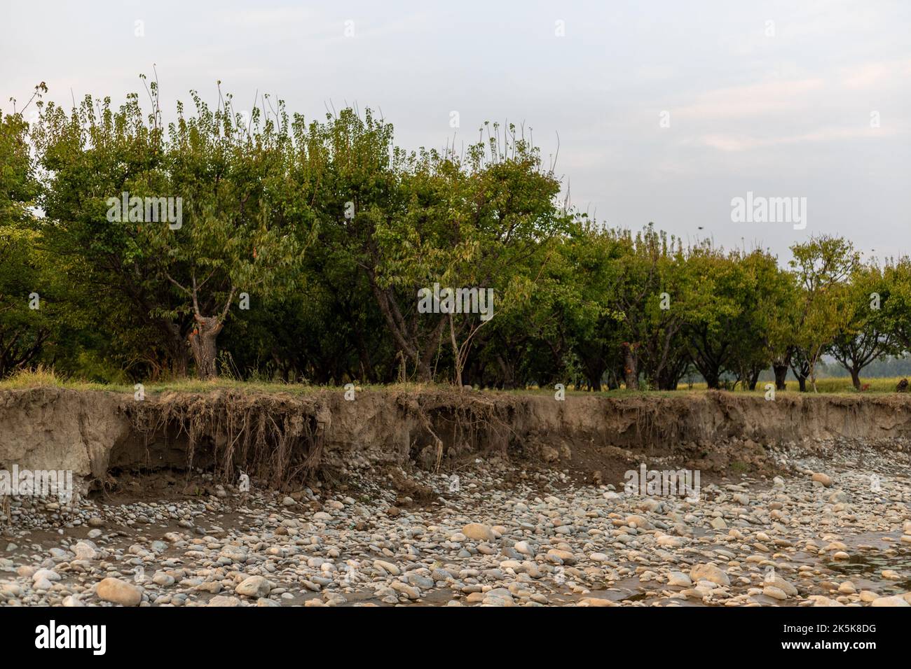 Fruit trees in the orchard damages due to flood and land erosion Stock Photo