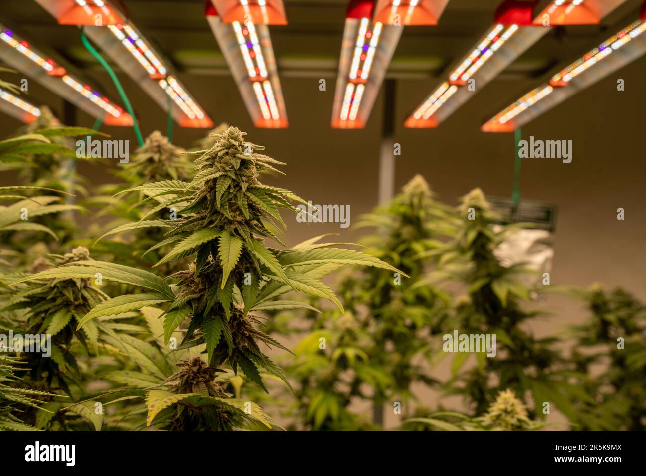 Commercial Marijuana Grow Operation. Equipment For Growing High Quality Herb. Madarin Cookies