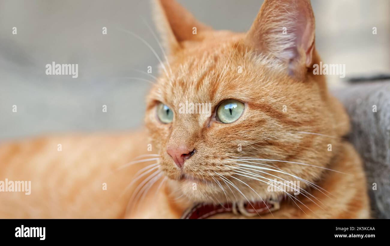 Tabby cat with long whiskers rests in backyard looking away Stock Photo