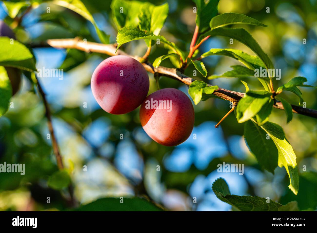 Growing ripe plums on a tree in a garden, blurred green and blue sky ...