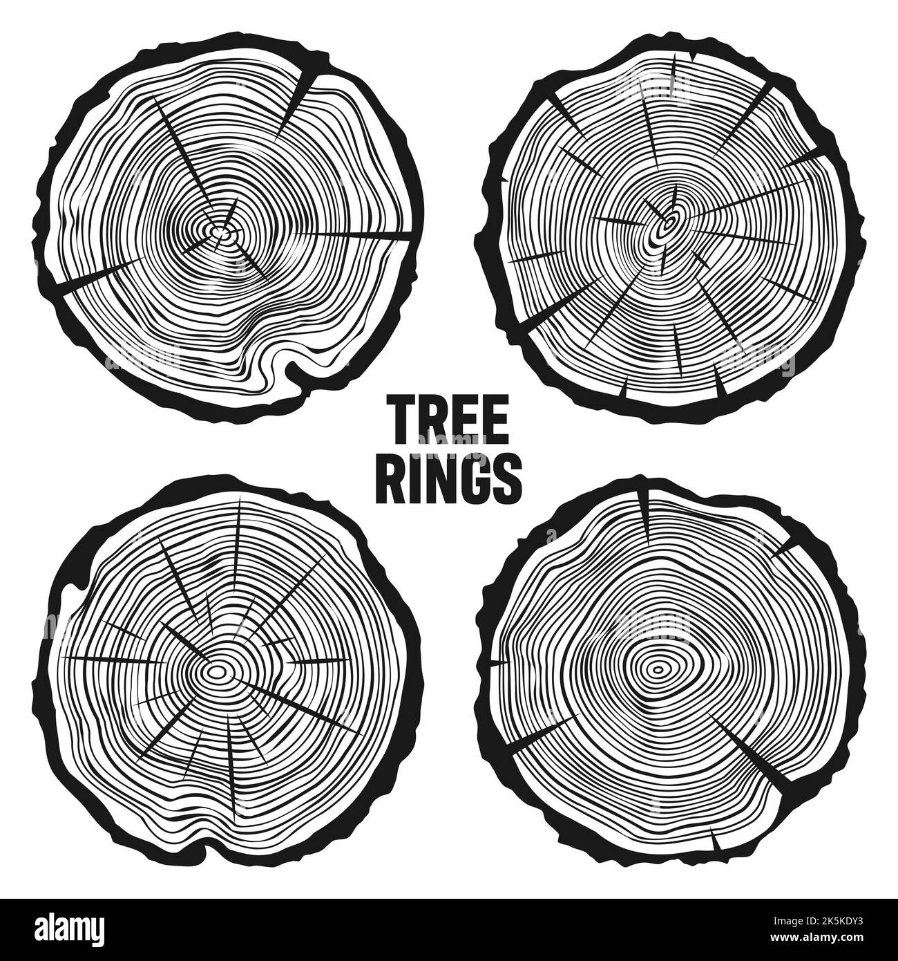 Round tree trunk cuts with cracks, sawn pine or oak slices, lumber. Saw ...