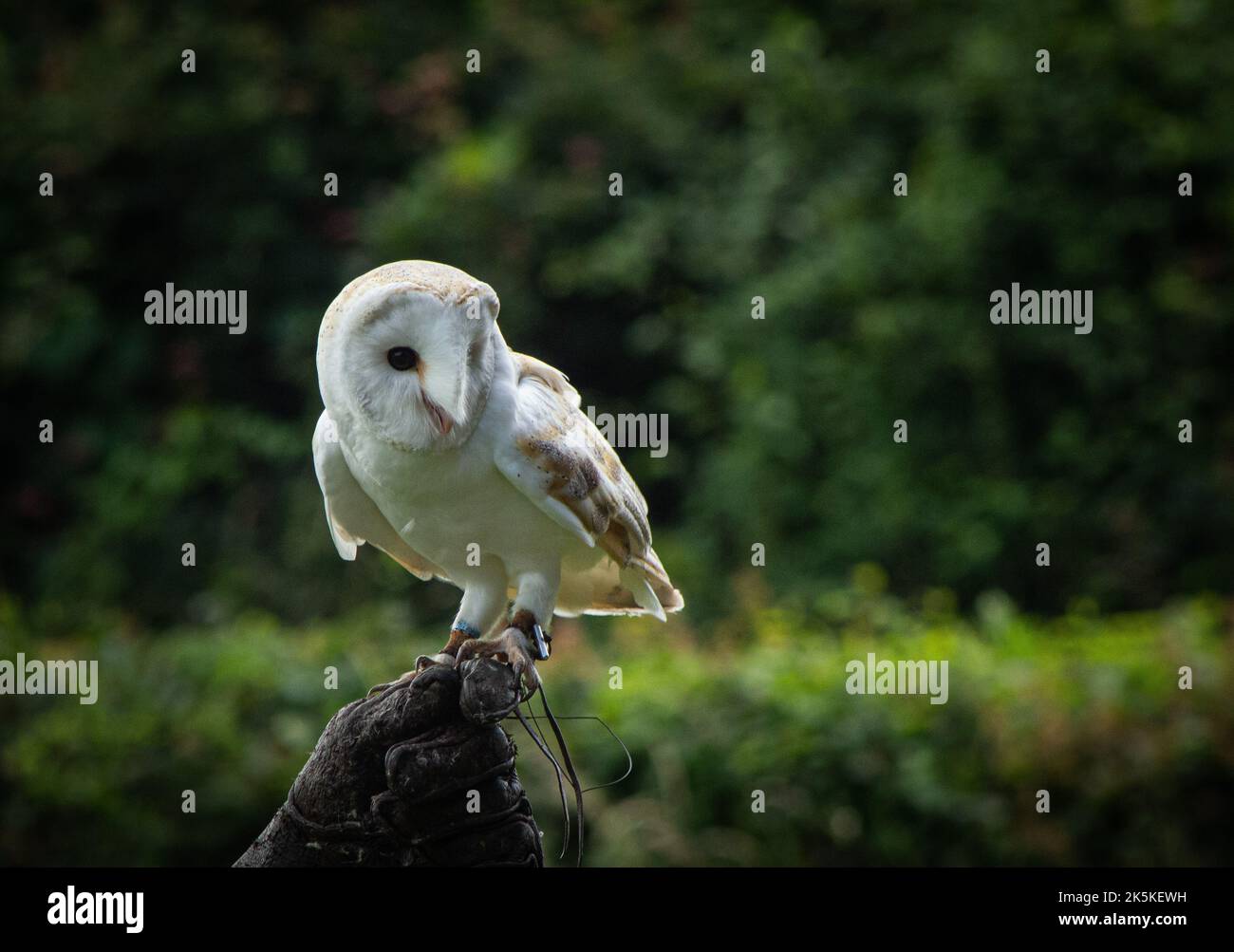 A closeup of a barn owl resting on a tree branch Stock Photo