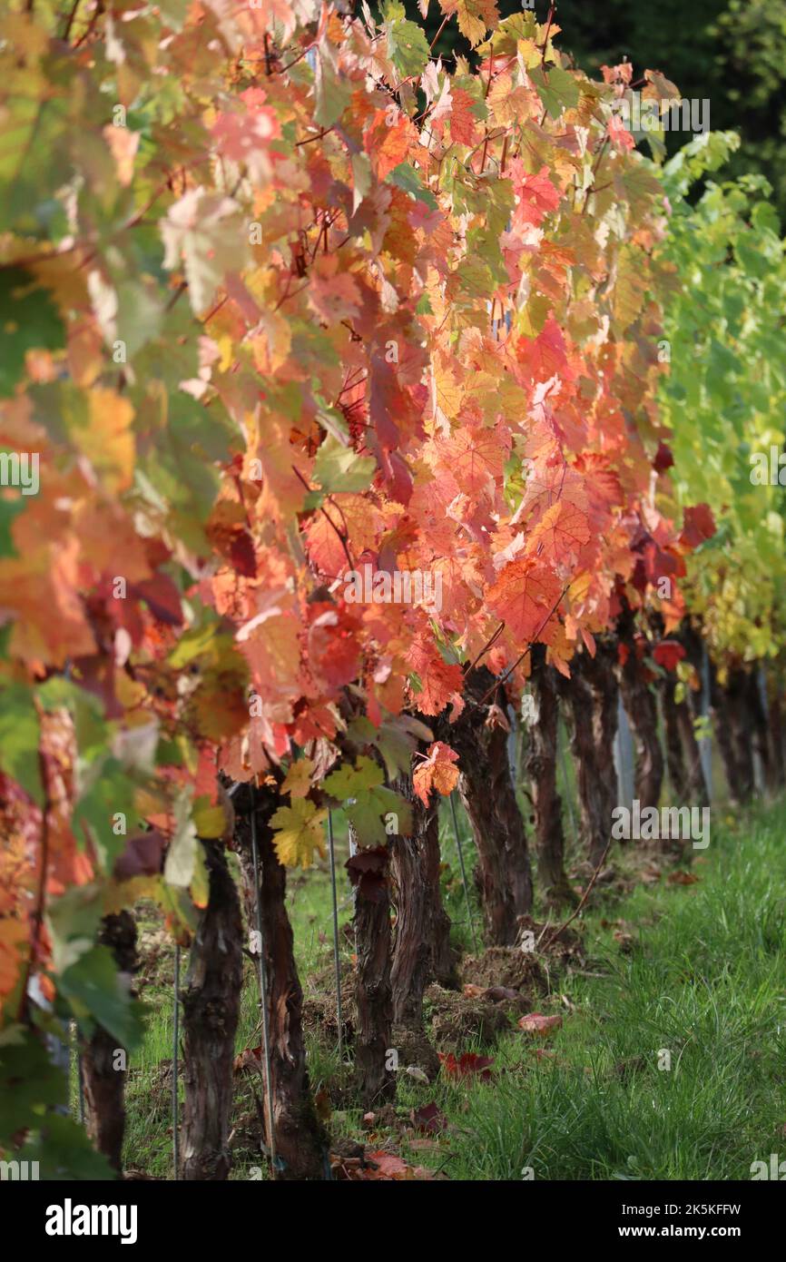 The Vines act in Autumn Stock Photo