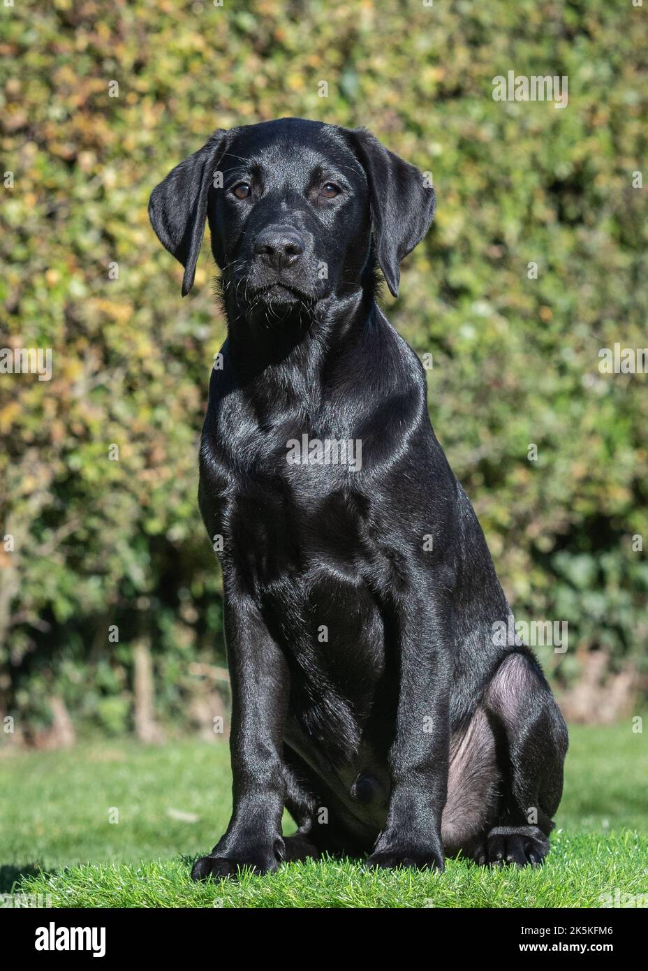 Black Male Labrador Puppy Stock Photo Alamy