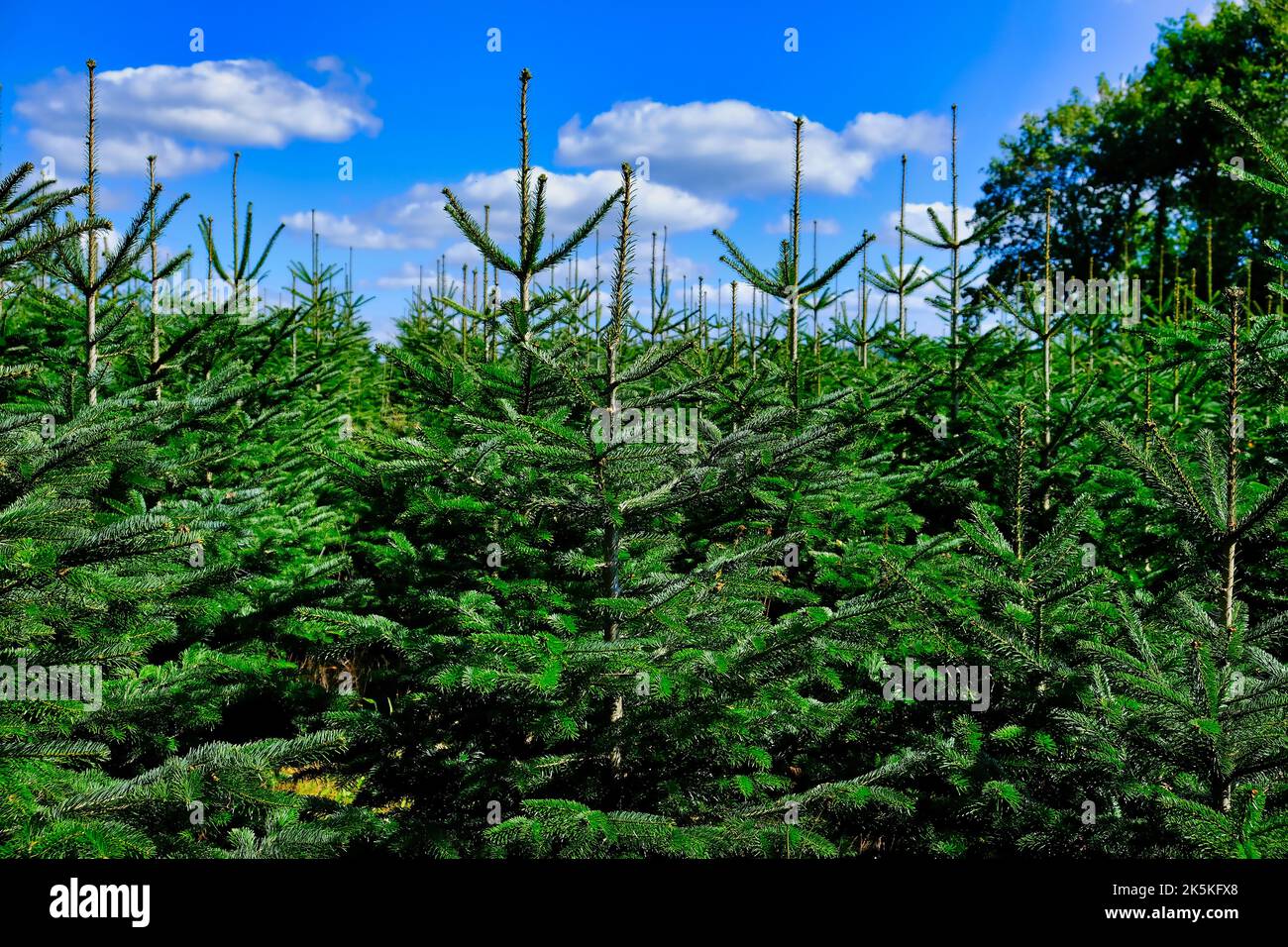 Plantation with Christmas trees (picea abies, Norway spruce), in the Morvan, Burgundy, France. Stock Photo