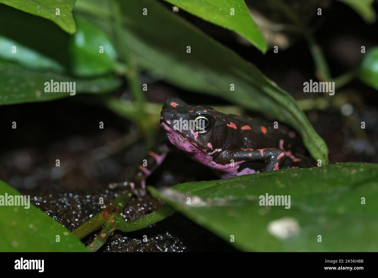 Closeup on the colorful and endangered purple fluorescent frog, Atelopus barbotoni hiding in the vegetation Stock Photo