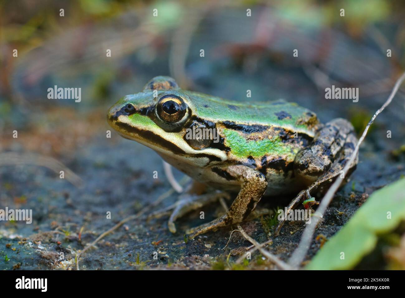 Detailed closeup on a colorful green sub-adult Marsh frog, Pelophylax ridibundus sitting on the ground Stock Photo