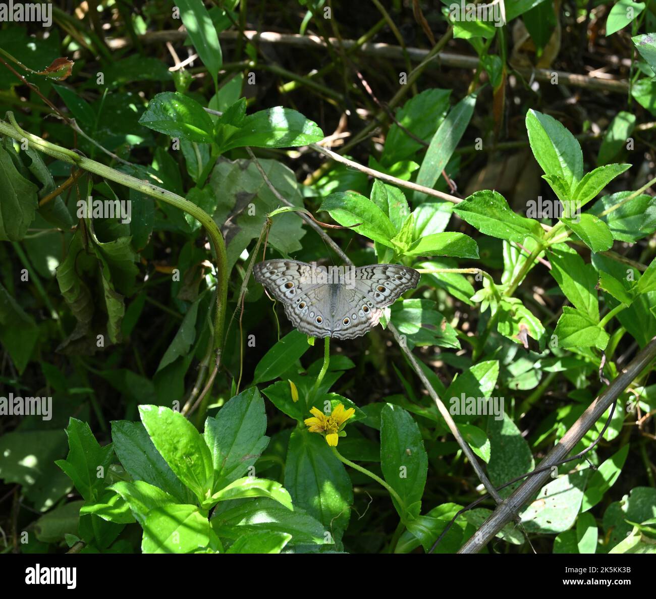 A Grey pansy butterfly spreading its wings on a Sphagneticola Trilobata flower in a wild area Stock Photo