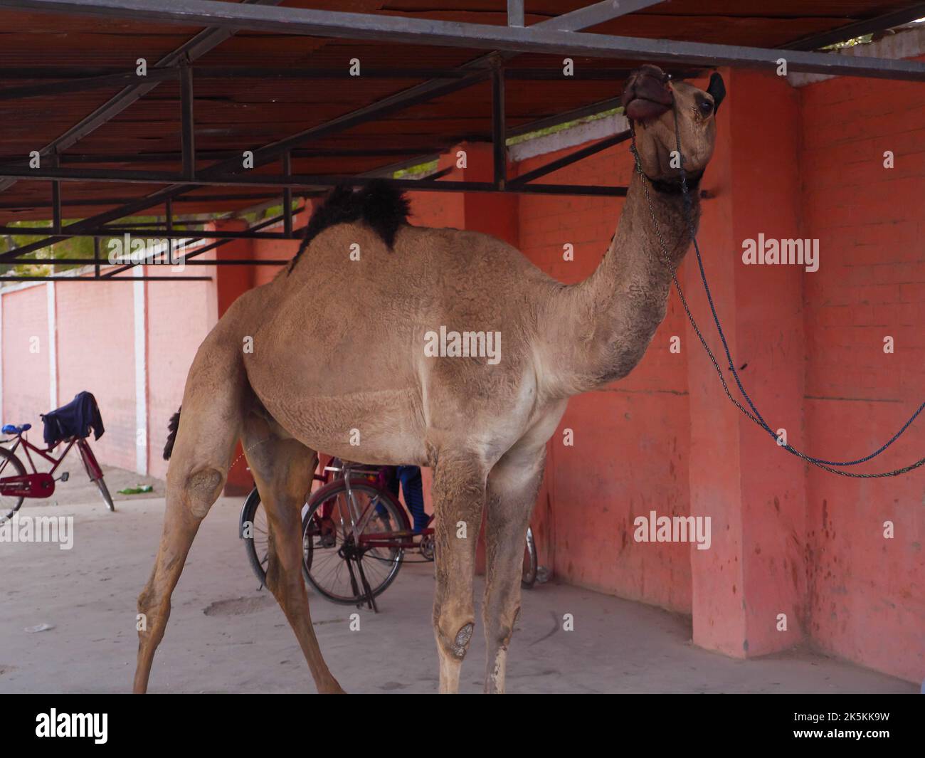 Camel tied by rope in Parking shed. Camel standing and resting in parking space. Stock Photo