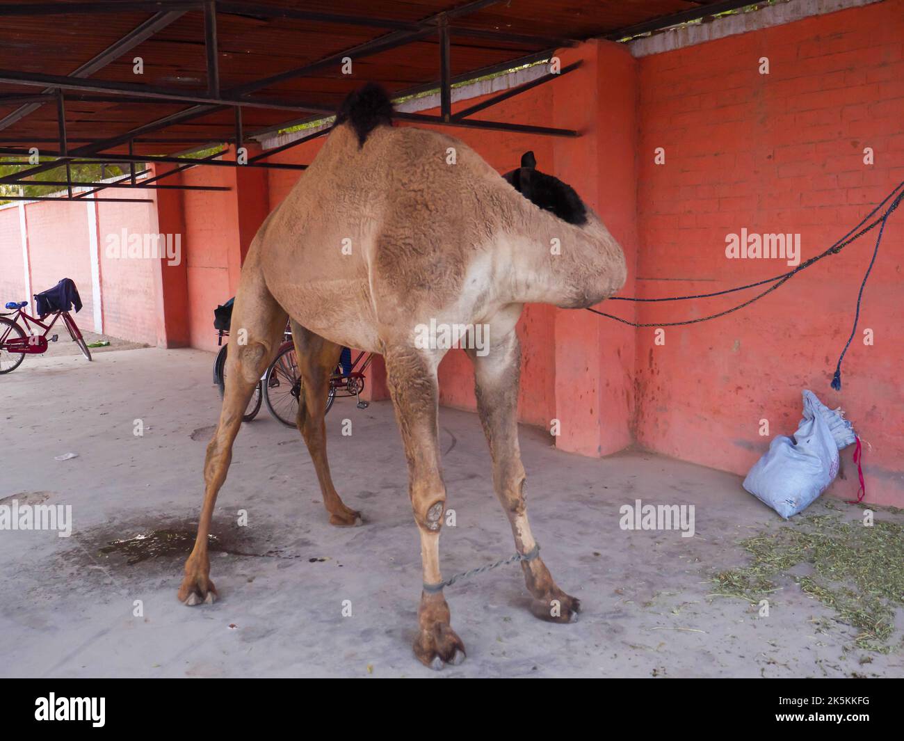 Camel tied by rope in Parking shed. Camel standing and resting in parking space. Stock Photo