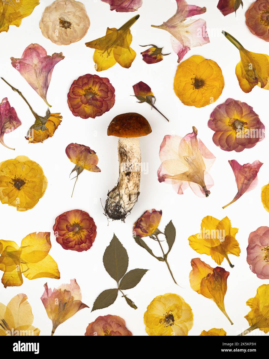 Orange cap boletus and a group of various dried pressed flowers. Flat ...