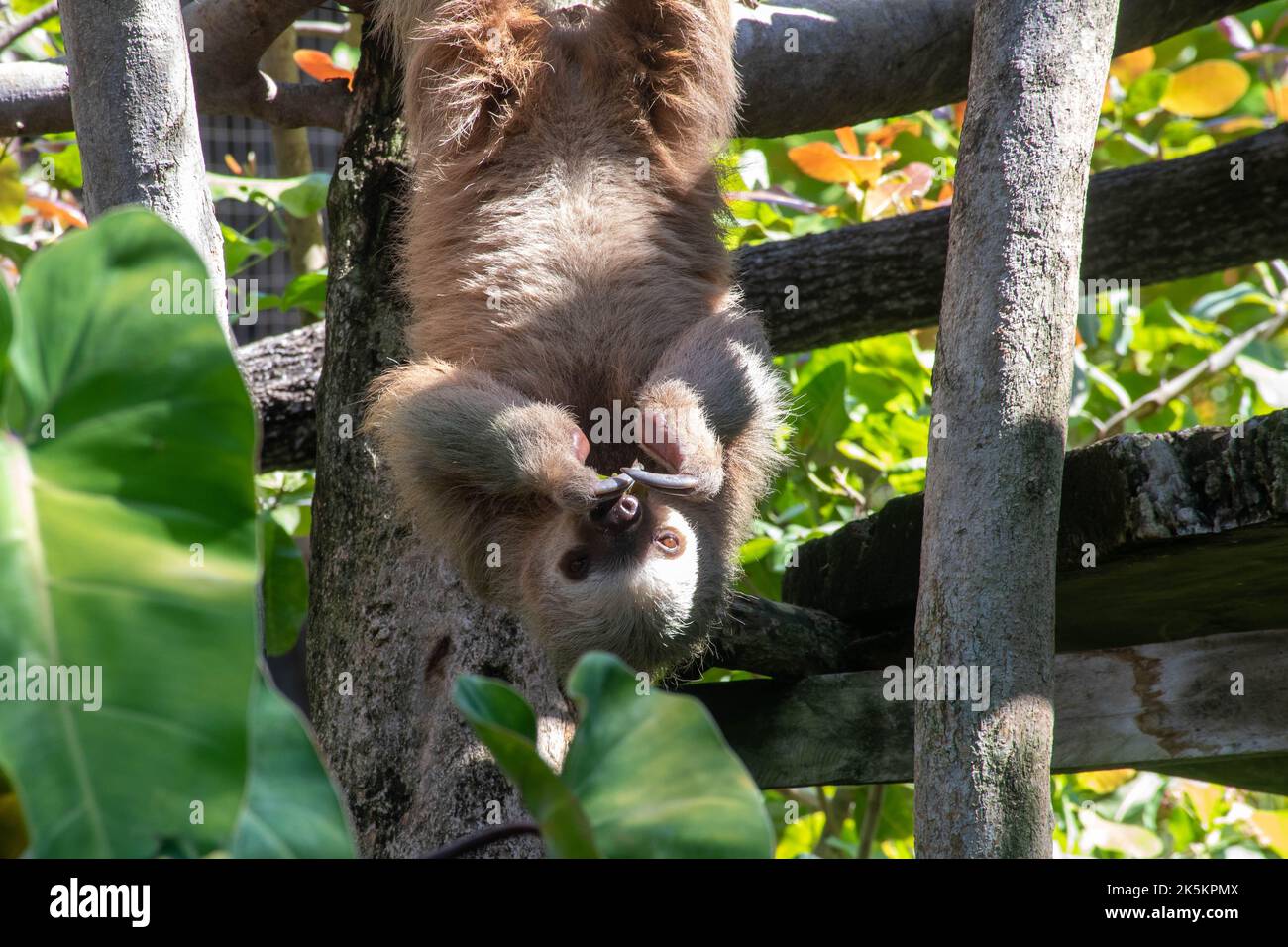Sloth hanging upside down Stock Photo - Alamy