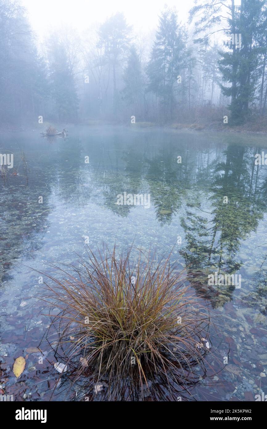 Morning on the river early morning reeds mist fog and water surface on ...
