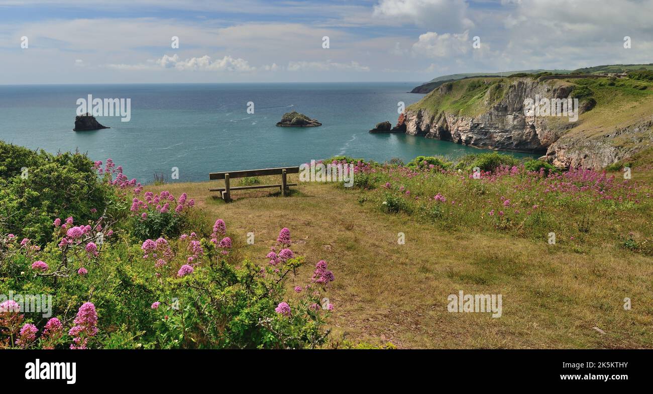 Red valerian growing on the clifftop at Berry Head, Brixham, South Devon. Stock Photo