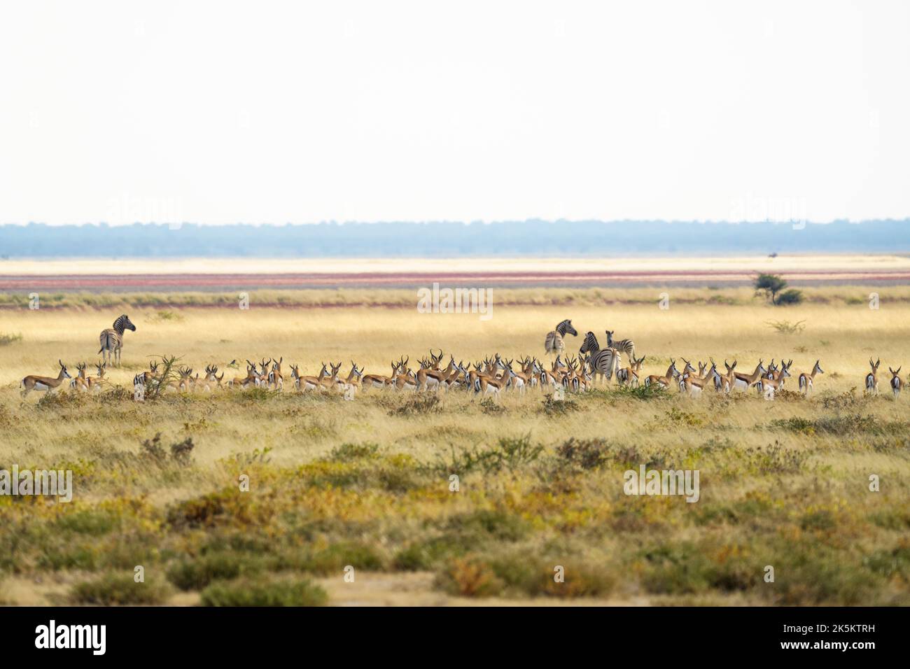 Group of animals, Springbok herd and zebras crossing salt pan. Etosha National Park, Namibia, Africa Stock Photo