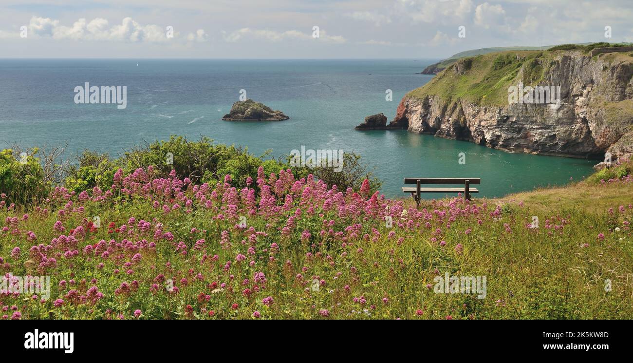 Red valerian growing on the clifftop at Berry Head, Brixham, South Devon. Stock Photo