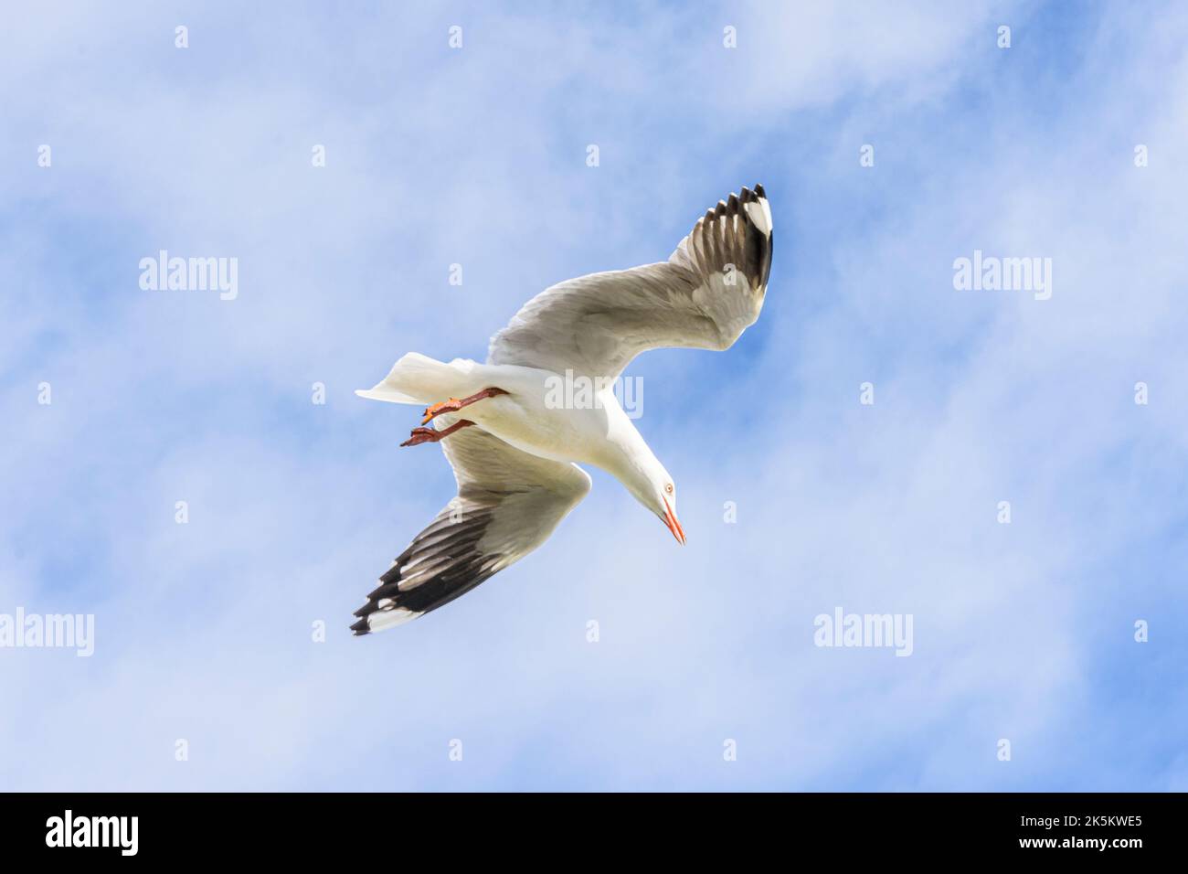 A Silver Gull Seagull in flight off Western Australia Stock Photo