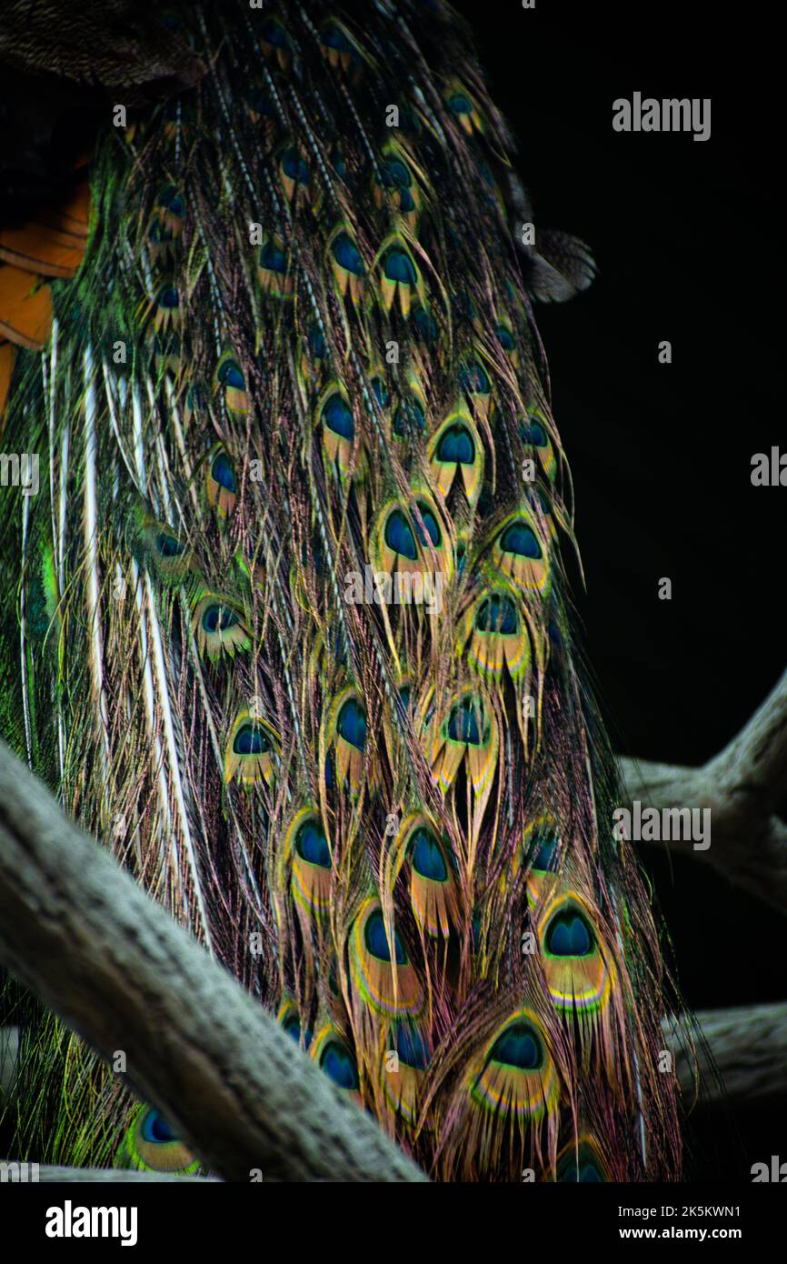 A vertical shot of a peafowl's tail perched on the tree branch against a black background Stock Photo