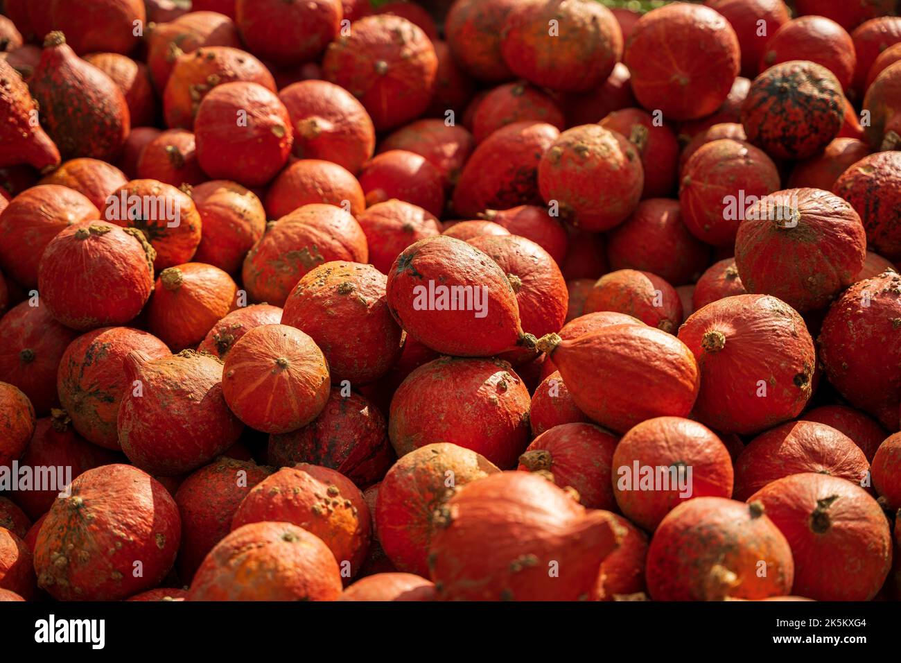A closeup of Hokkaido pumpkins on sale at an outdoor farmers market in ...