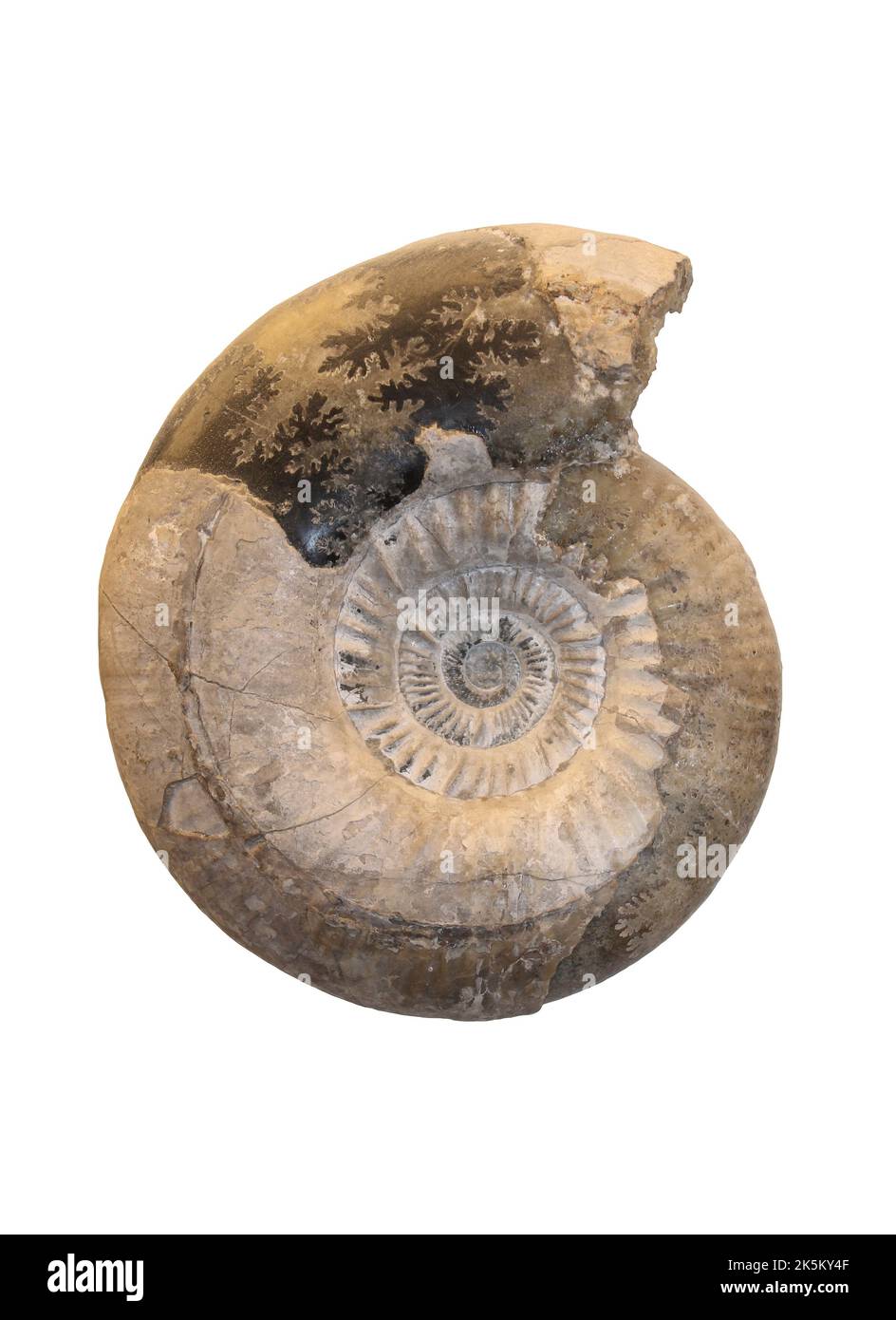 Ammonite Pictonia baylei - Lower Kimmeridge Clay, Wootton Basset, Wiltshire, UK Stock Photo