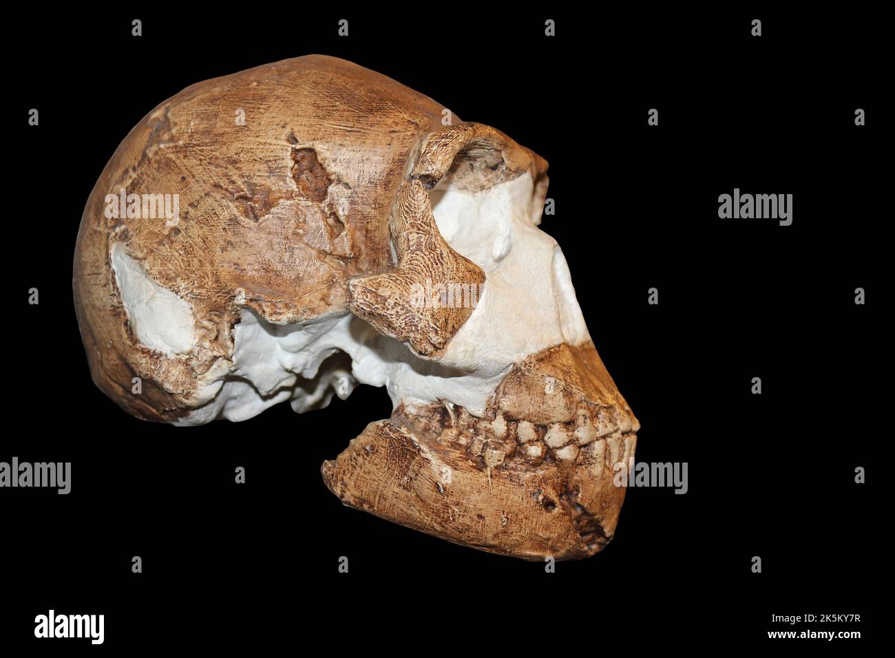 Homo naledi Stock Photo
