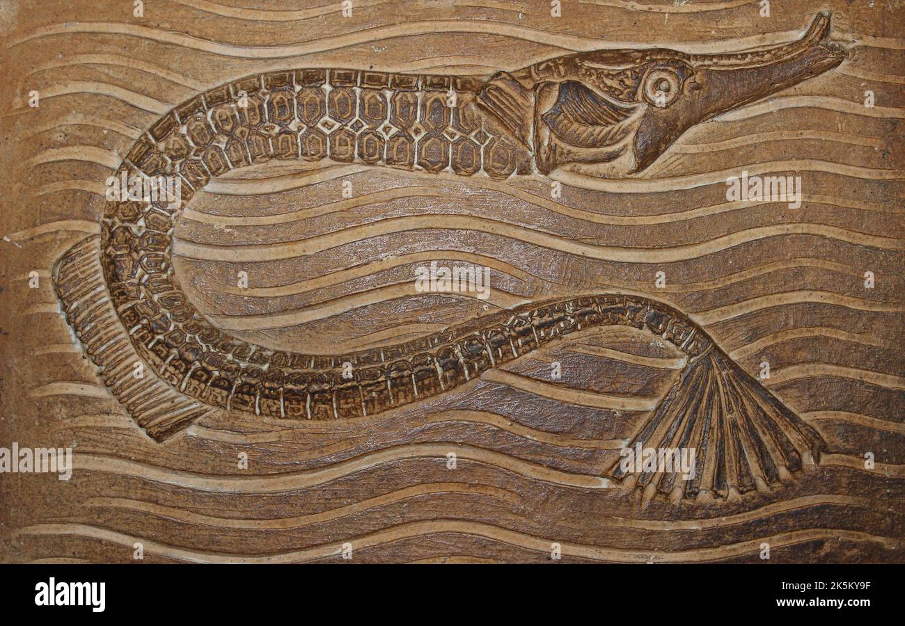 Pipefish Art in London's Natural History Museum Stock Photo