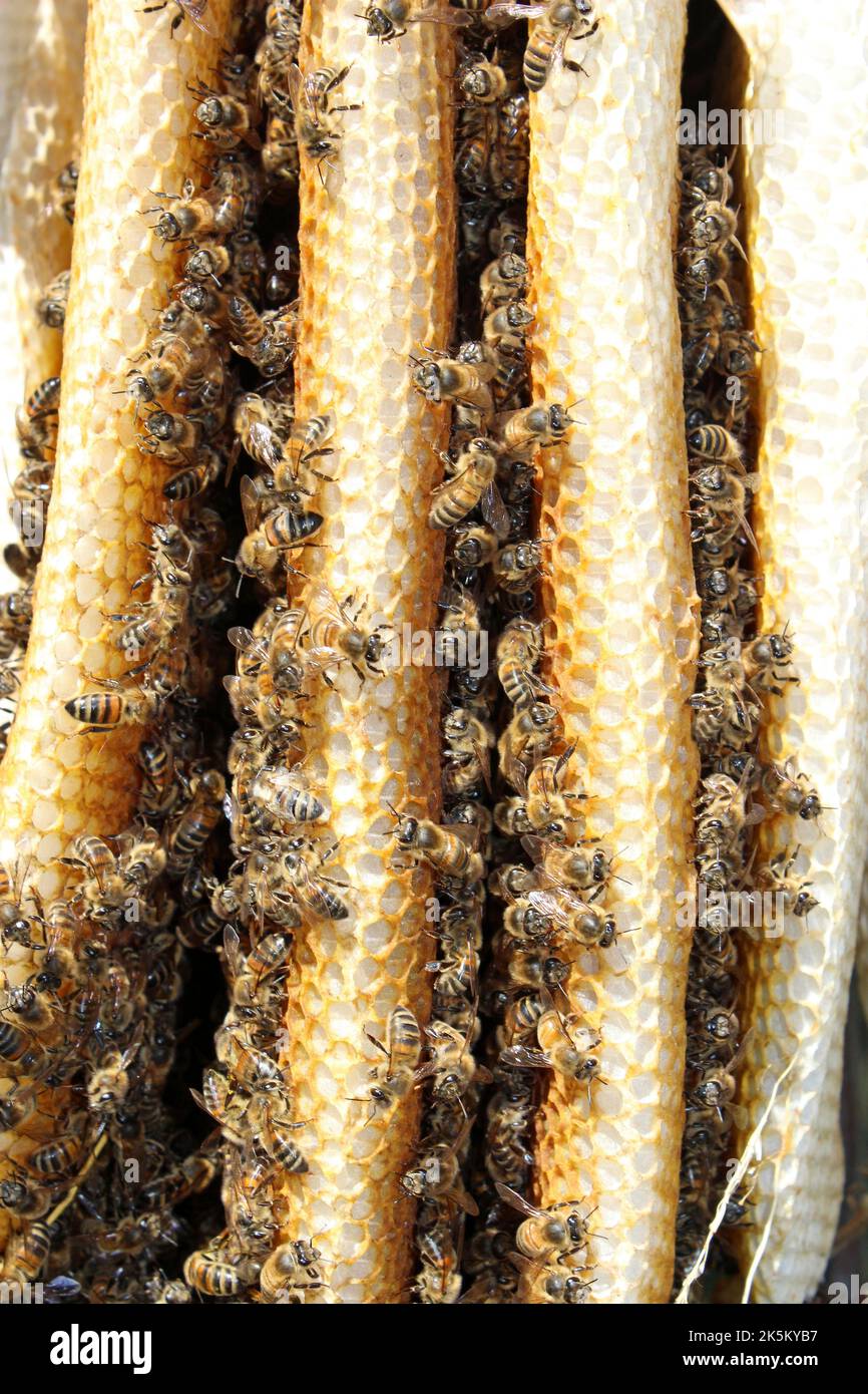 Natural Wild Honey Bee Hive, Potteric Carr SSSI Yorkshire Stock Photo