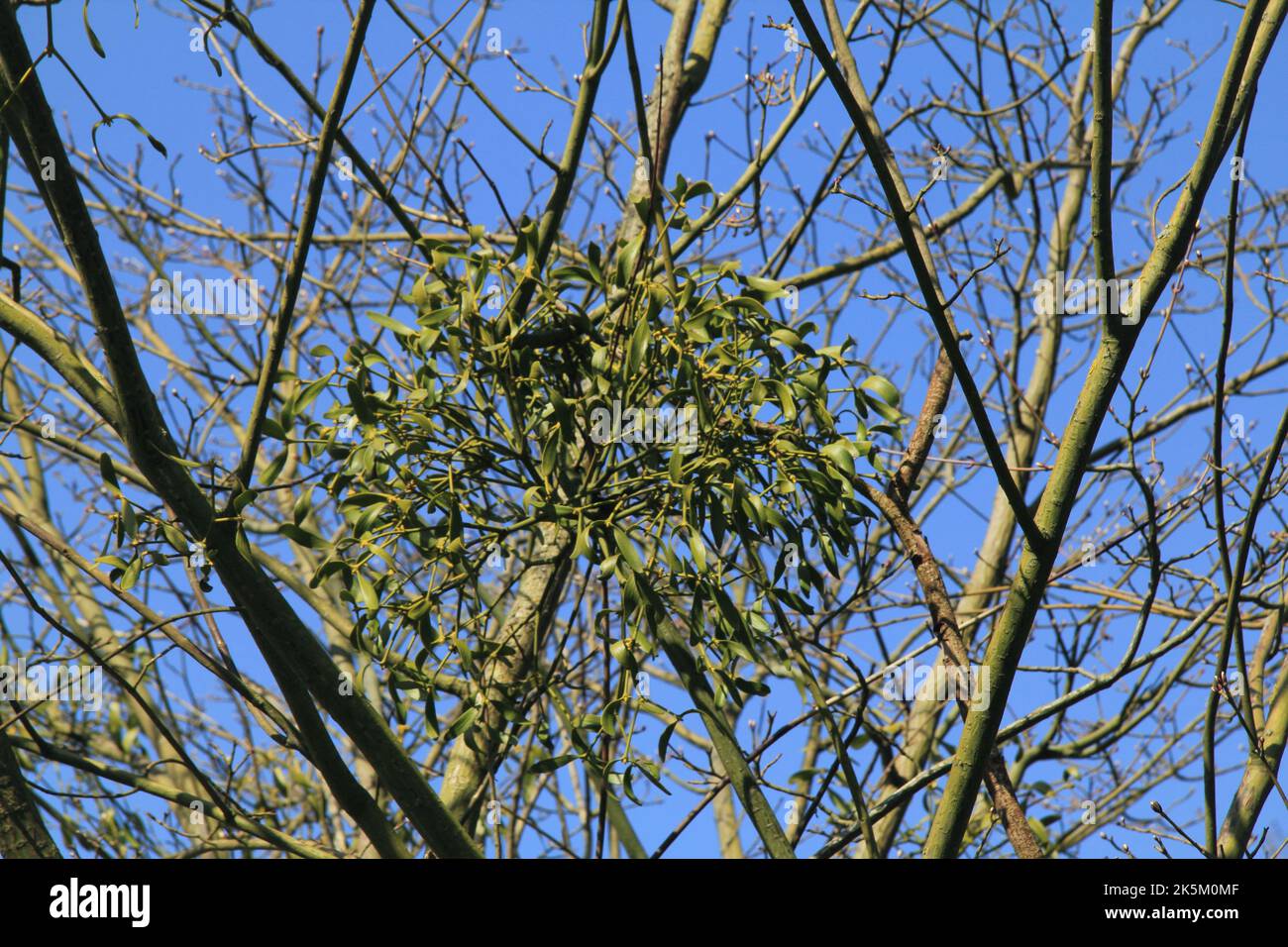 The mistletoe of the genus Viscum is a genus of the family santalaceae Stock Photo