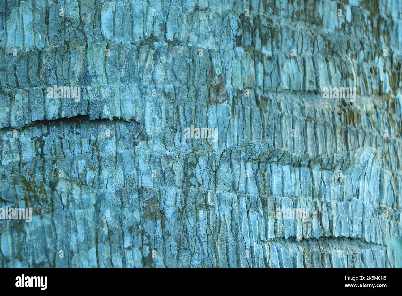 Old Wood Tree Texture Background Pattern Stock Photo - Alamy