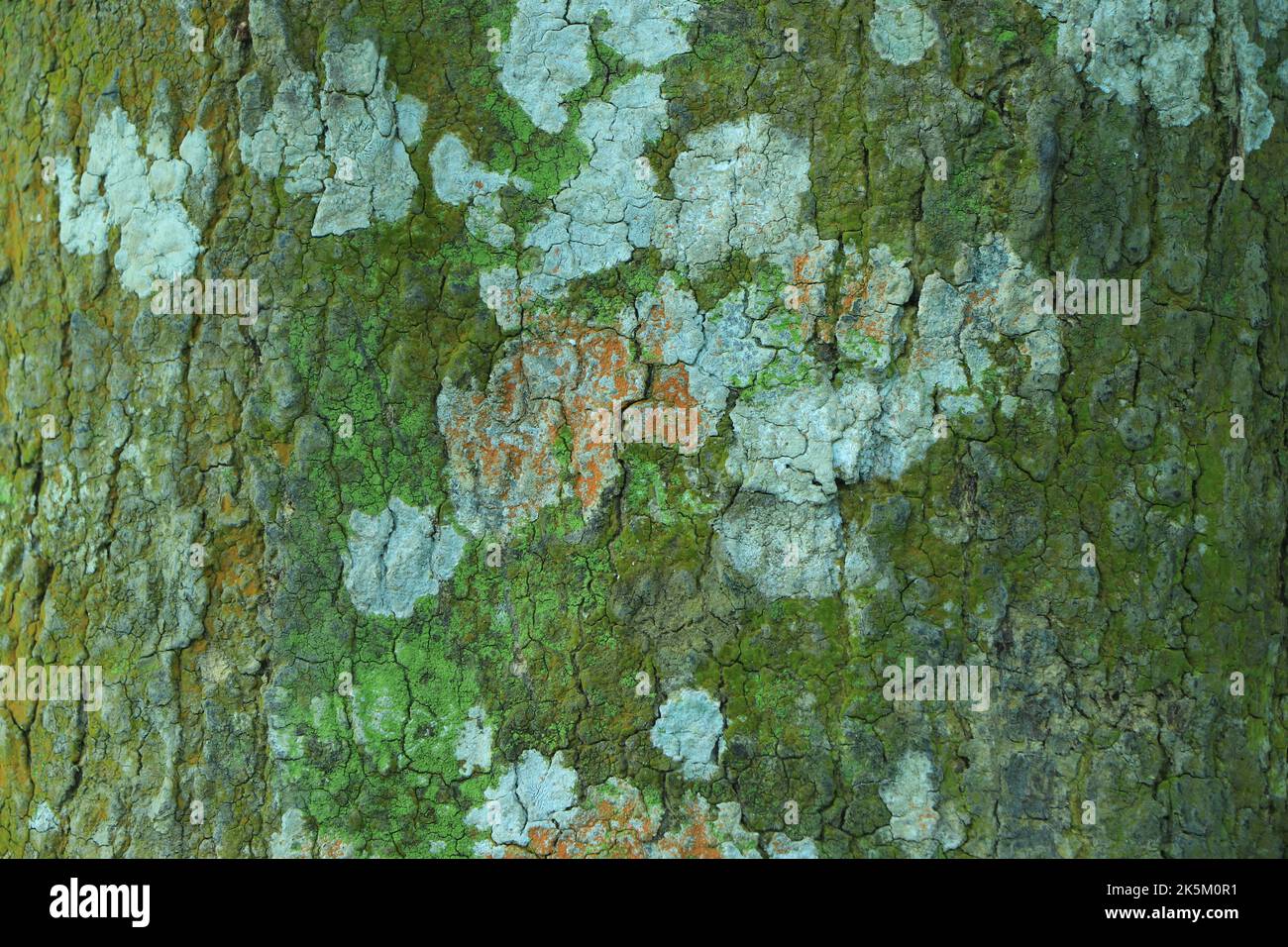 Old wood cracked texture background Stock Photo