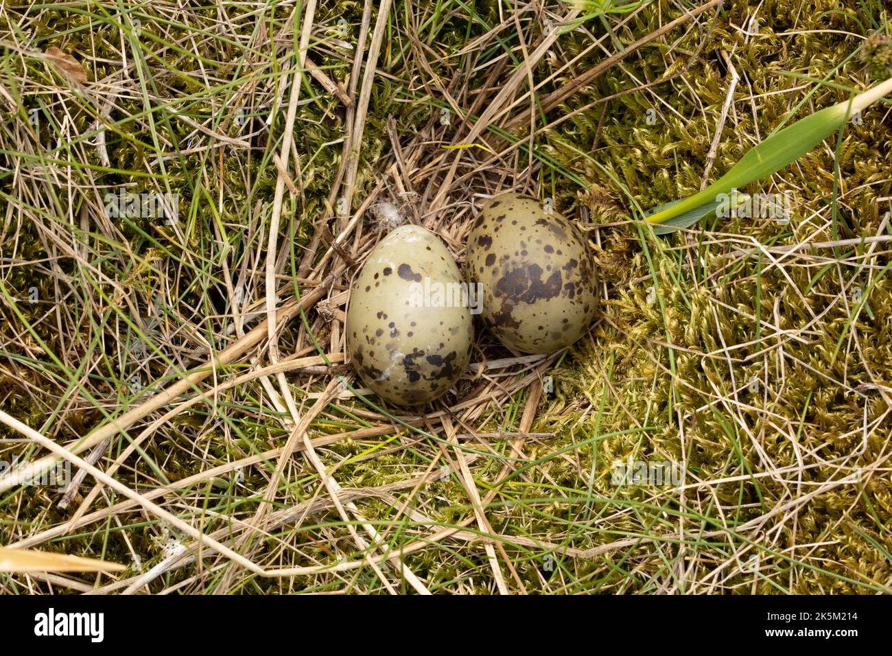 Nest and eggs of an Arctic Tern, Sterna paradisaea, Iceland Stock Photo