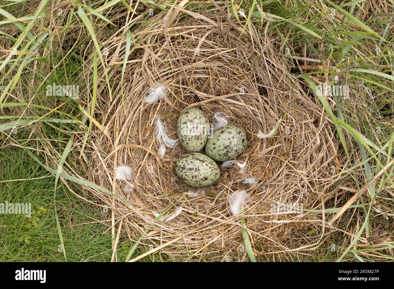 Nest and Eggs of the Black-headed gull, Chroicocephalus ridibundus, Iceland Stock Photo