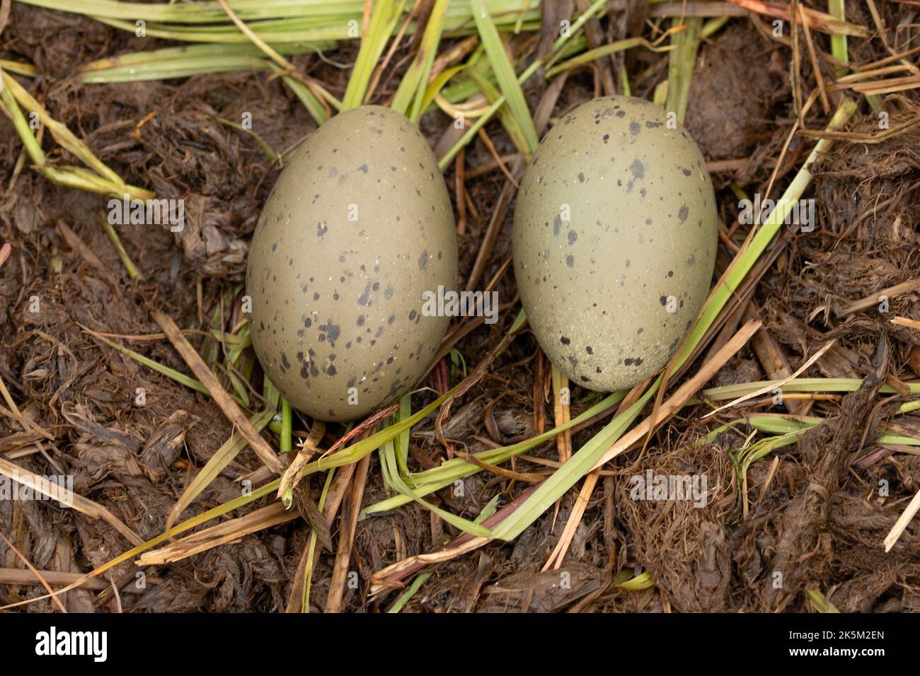 Nest and eggs of a Red-throated diver, Red throated loon, Gavia stellata, Floi bird reserve, Iceland Stock Photo